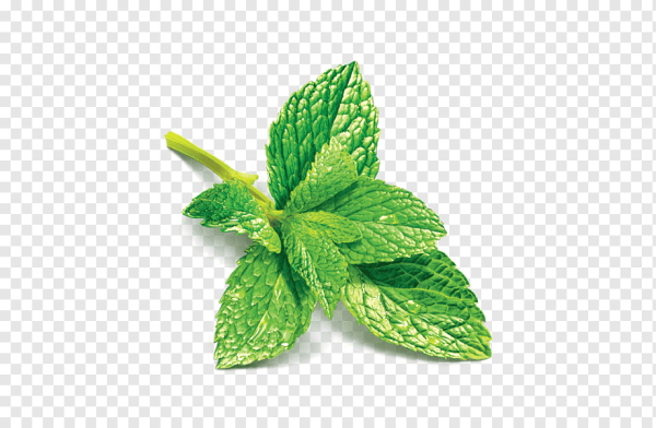 Mint мята