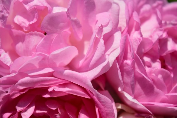 Пион Lovely Rose