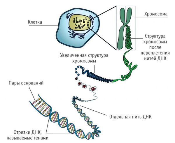 ДНК хромосомы гены схема