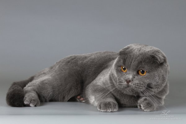 Шотландская вислоухая фолд
