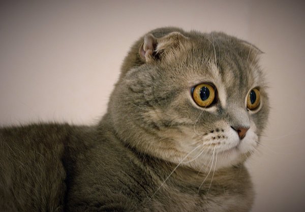 Картезианская кошка вислоухая