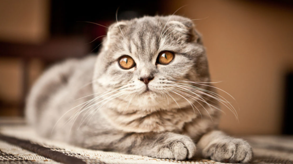 Шотландский вислоухий скоттиш