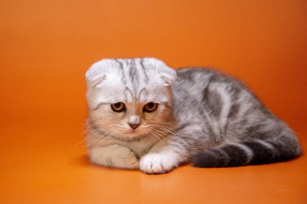 Скоттиш-фолд Шотландская