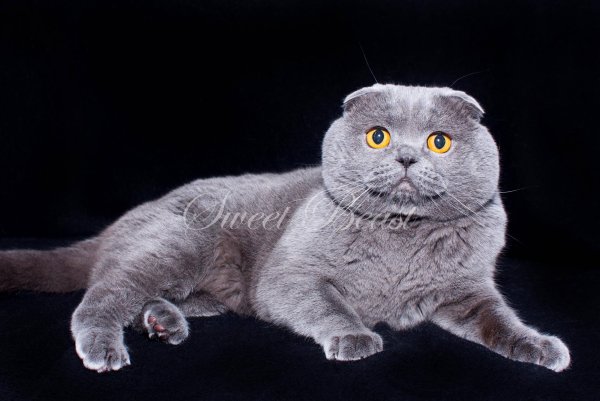 Шотландская вислоухая скотишфолд
