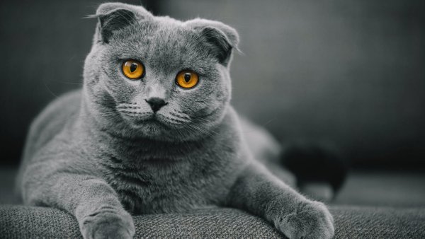 Шотландская вислоухая кошка