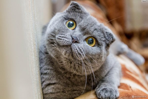 Скоттиш-фолд Шотландская вислоухая