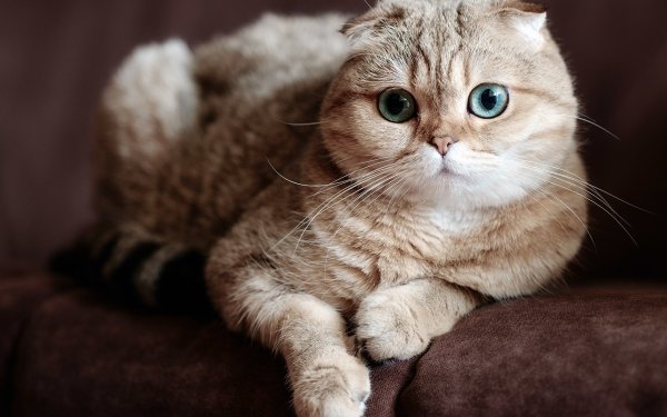 Шотландская вислоухая кошка голубая