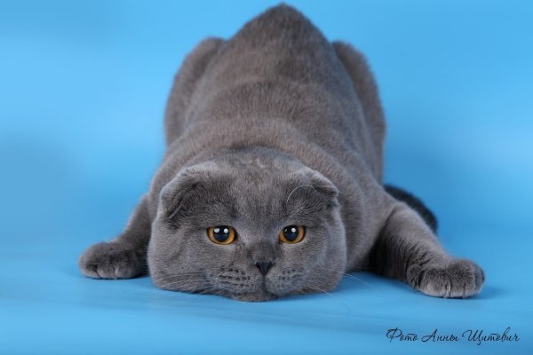 Скоттиш-фолд Шотландская вислоухая