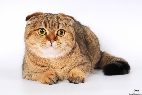 Британская короткошёрстная вислоухая