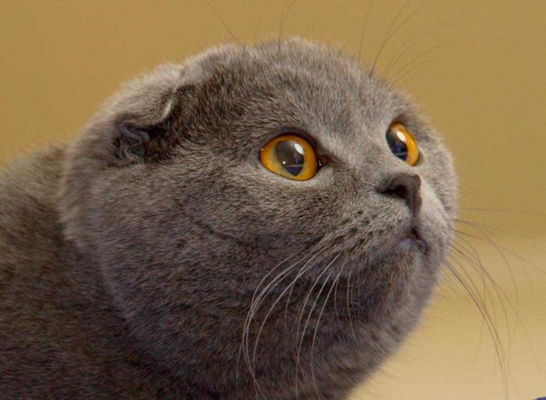 Порода скоттиш фолд