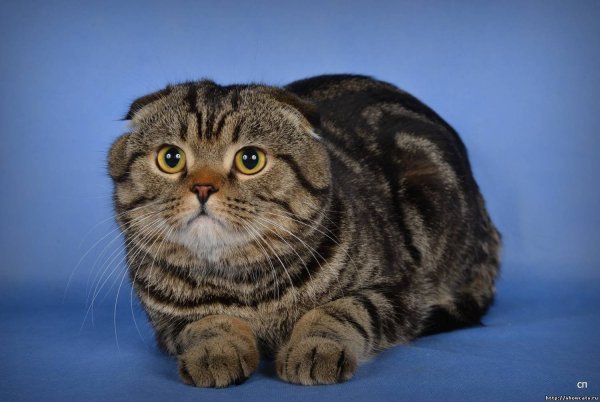 Скоттиш-фолд Шотландская вислоухая