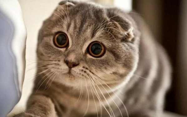 Шотландский вислоухий скоттиш