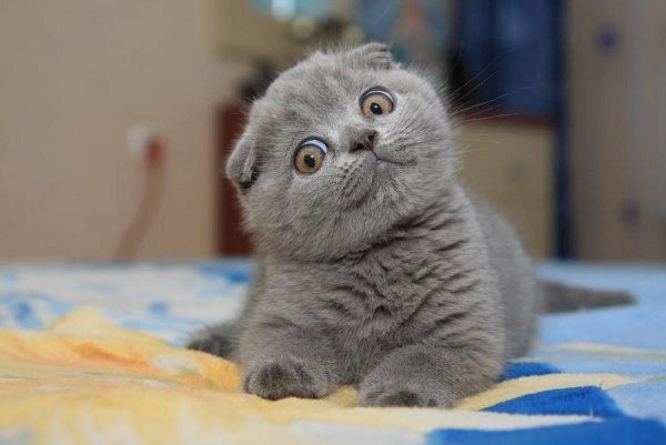 Шотландские вислоухие коты