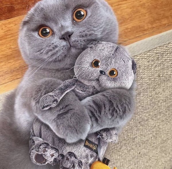 Шотландская вислоухая кошка серая