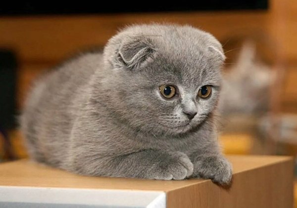 Британская короткошёрстная кошка