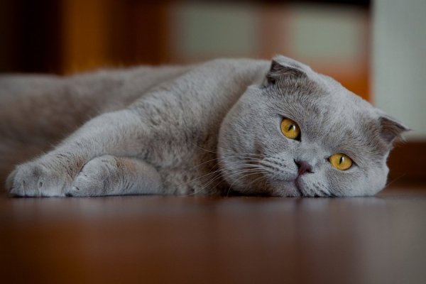 Скоттиш-фолд Шотландская вислоухая