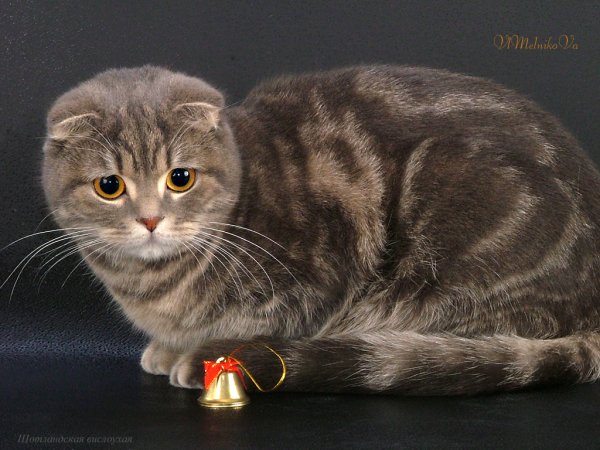 Вислоухий котёнок шотландский Джои