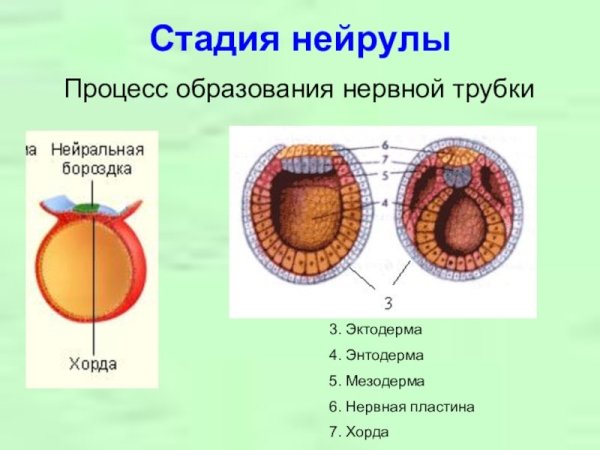 Нейрула стадия стадия