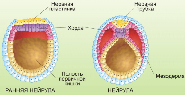 Нейрула эктодерма мезодерма энтодерма