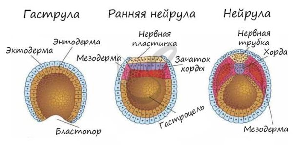 Строение ранней нейрулы