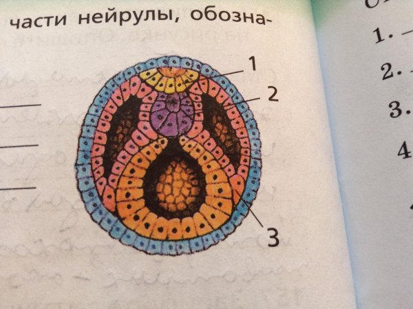 Нейрула стадия стадия