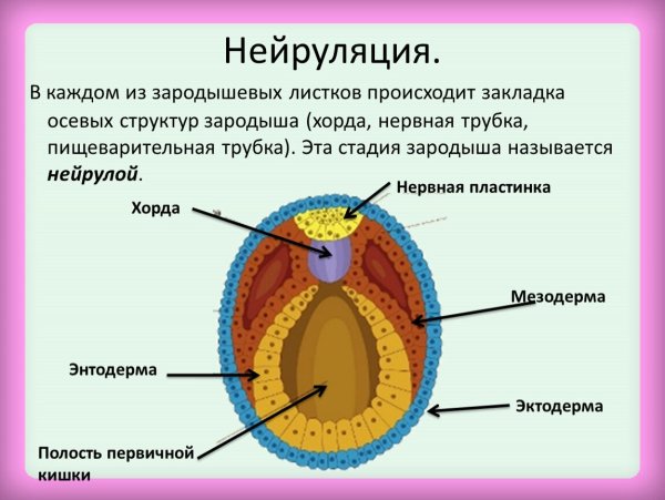 Нейрула зародышевые листки