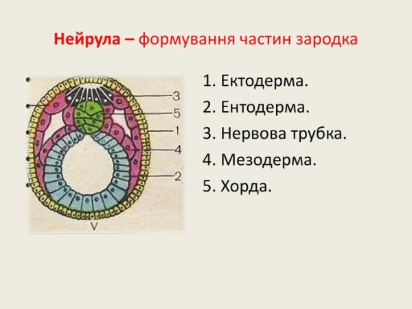 Нейруляция эмбриональный этап