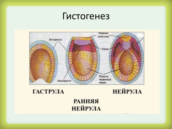 Зародышевые листки эктодерма энтодерма мезодерма