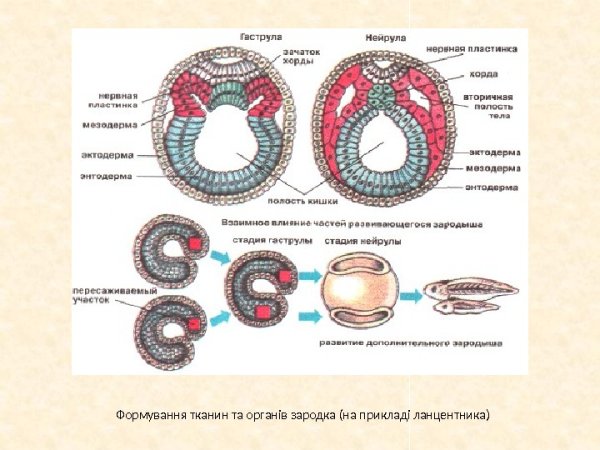 Структура эмбриона нейрула