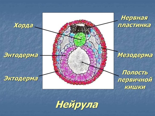 Нейруляция нервная трубка