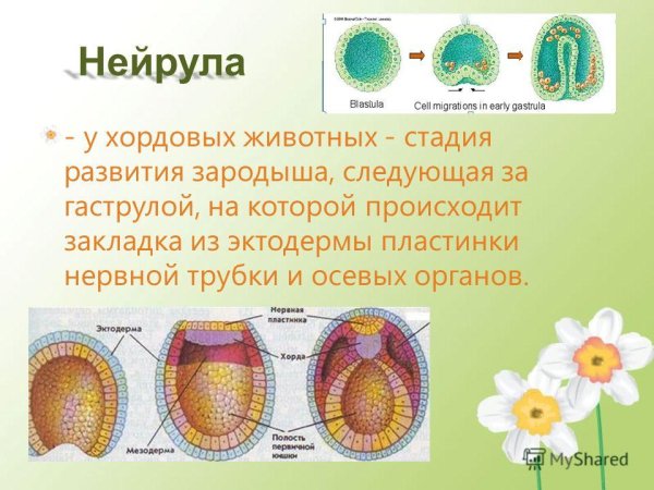 Поперечный разрез нейрулы ланцетника
