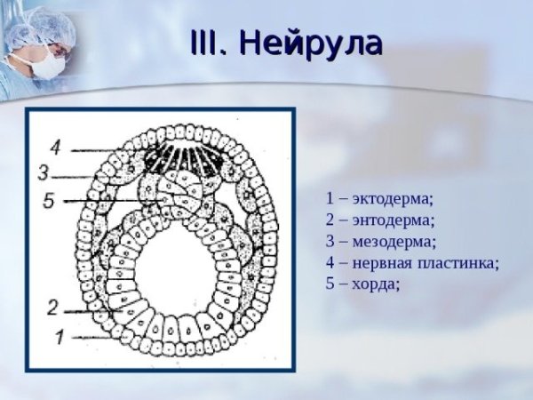 Эктодерма мезодерма энтодерма структура клетки