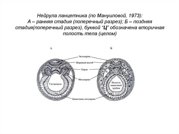 Пищеварительная система зародышевый листок