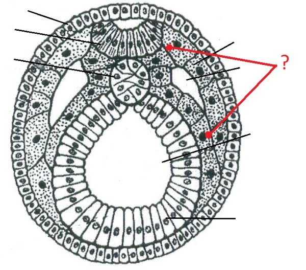 Строение зародыша на стадии образования осевых органов