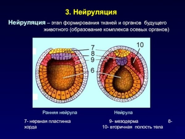 Стадия формирования осевых органов у ланцетника