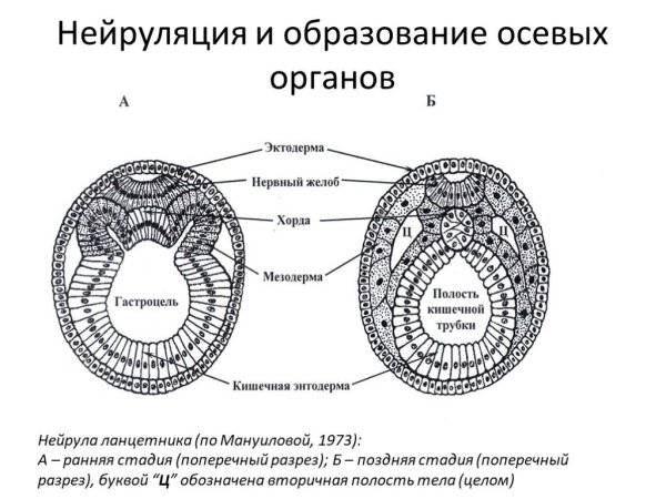 Ранние стадии эмбриогенеза. Бластула. Гаструла.