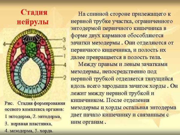 Эмбриогенез нейруляция