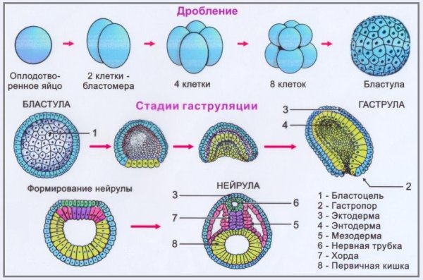 Гаструляция и нейруляция
