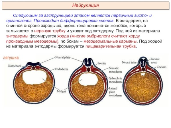 Поздняя нейрула лягушки препарат