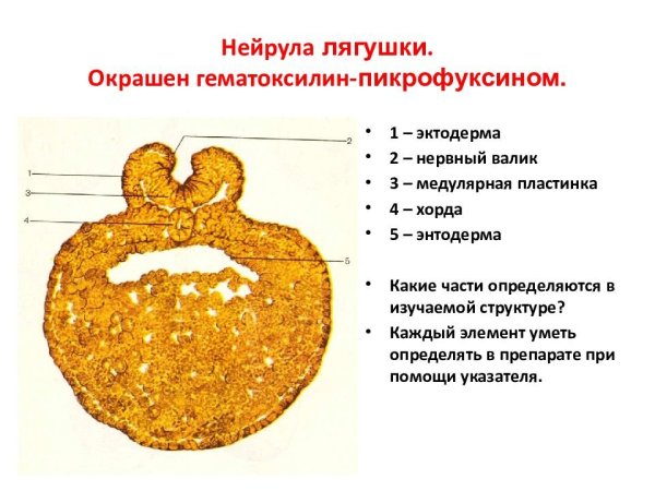 Нейруляция эмбриональный этап