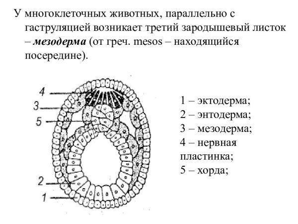 Бластула это стадия развития зародыша