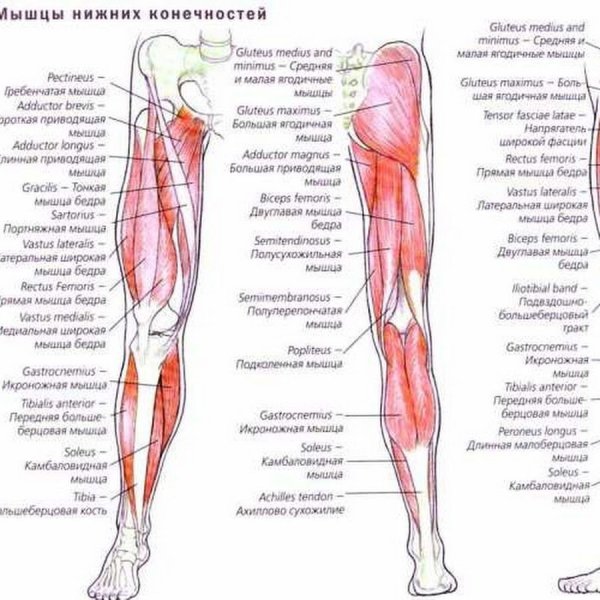 Мышцы нижней конечности анатомия строение