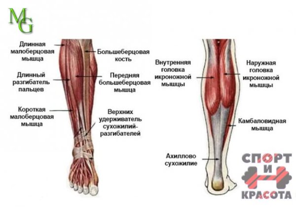 Строение мышц ноги спереди