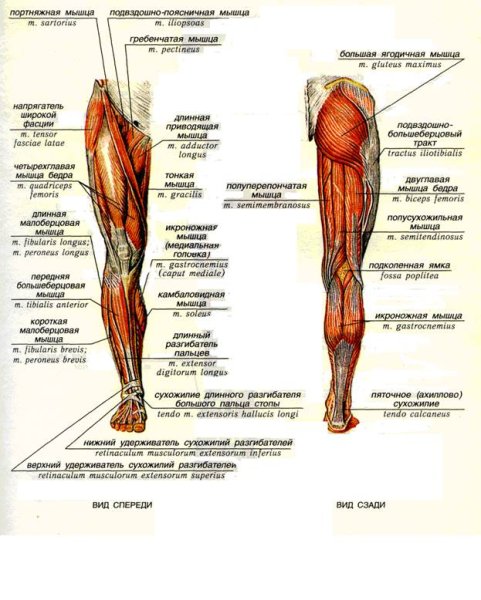 Мышцы нижней конечности вид сбоку