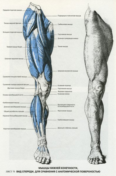 Строение мышц ноги спереди