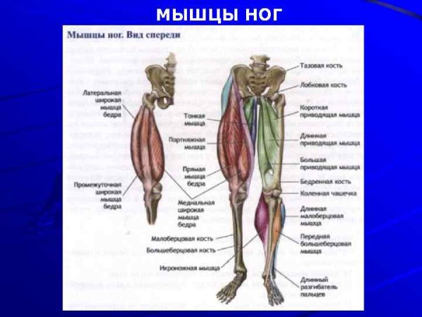 Мышцы ноги спереди анатомия