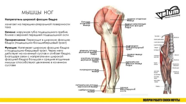 Подвздошно-большеберцовый тракт мышцы