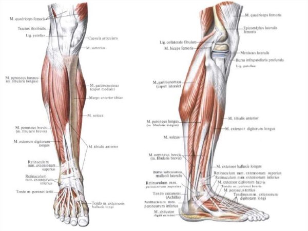 Строение мышц ноги сзади