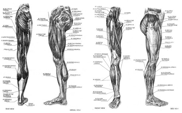 Мышцы нижних конечностей человека анатомия