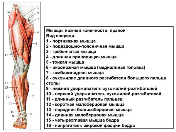 Мышцы бедра анатомия передняя поверхность бедра